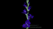 Flowers Time Lapse GIF - Flowers Nature GIFs