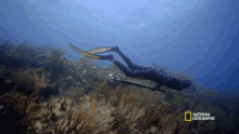 Diving Gordon Goes Spearfishing For Snapper GIF - Diving Gordon Goes Spearfishing For Snapper Deep Sea Diving GIFs