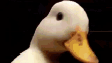 Duck Glitch GIF - Duck Glitch GIFs