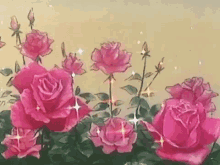 roses pink