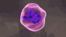 covid coronavirus virus pandemic violet