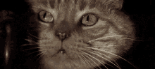 Cat Stare GIF - Cat Stare Curious GIFs