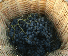 Yushchenko Grape Harvesting In Kvareli GIF - Yushchenko Grape Harvesting In Kvareli Georgia GIFs