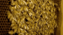 Hive National Honey Bee Day GIF - Hive National Honey Bee Day Photographing The Real Life Of Bees GIFs
