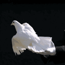 peace pigeon