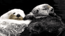 Kissy Babies GIF - Otters Chilling Floating GIFs
