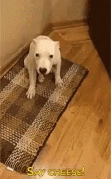 happy-smile.gif