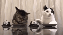 Right Cats GIF - Right Cats Kitties GIFs