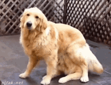 dog golden retriever surprise