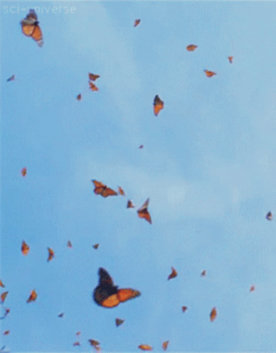 Butterflies Flying GIF - Butterflies Flying Sky GIFs