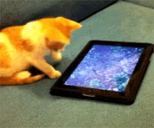 Kitten Tap GIF - Kitten Tap Tablet GIFs