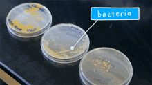 bacteria petridish cell culture lab laboratory bacteria petridish cell culture lab laboratory