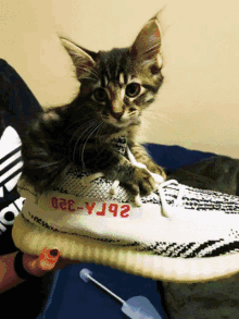 Yeezy Cat Shoes GIF - Yeezy Cat Cat Yeezy GIFs