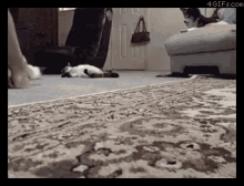 Chill Cat Is So Chill GIF - Sliding Cat Clean GIFs