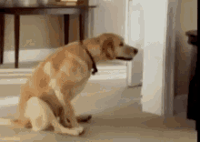 Kolli Dog GIF - Kolli Dog Scratch GIFs