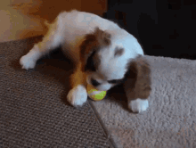 Ball Puppy GIF - Ball Puppy Cavalier King Charles Spaniel GIFs