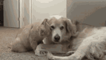 Love Cat And Dog GIF - Love Cat And Dog GIFs