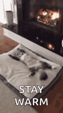Cat Chilling GIF - Cat Chilling Fireplace GIFs