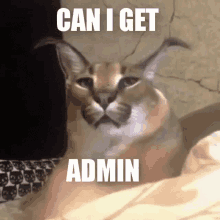 Can I Get Admin Can I Have Admin GIF - Can I Get Admin Can I Have Admin GIFs