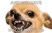 Chihuahua Angry GIF - Chihuahua Angry No Corona Virus GIFs