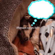 Mason Dog GIF - Mason Dog Lolol GIFs