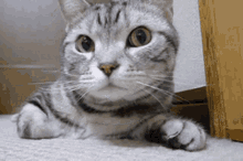 Sniffing Cat GIF - Sniffing Cat Kitty GIFs