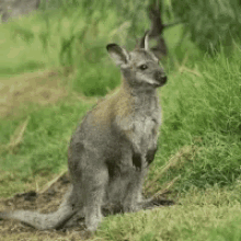 kangaroo cute