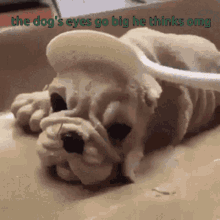 Funny Dog Scared Dog GIF - Funny Dog Scared Dog Omg GIFs
