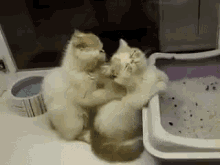 Cat Massage GIF - Scratch GIFs