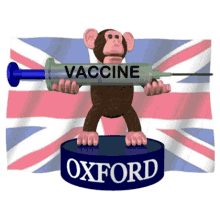 oxford vaccine oxford covid19vaccine covid vaccine coronavirus vaccine oxford jab