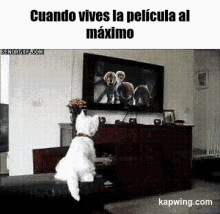 perro televisor television pelicula emocion perro televisor television pelicula emocion