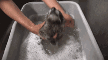 raccoon bath baby