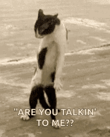 Cat Funny GIF - Cat Funny Stepping GIFs