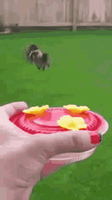 Hummingbird Hummingbirds GIF - Hummingbird Hummingbirds No Red Dye GIFs