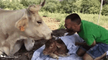 vaca freser amor santuario gaia besos vaca vaca freser amor santuario gaia besos vaca