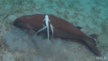 eating diving for endangered sea turtles in australia chew munch eat eating diving for endangered sea turtles in australia chew munch eat