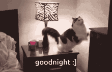 Goodnight Cat Kitty GIF - Goodnight Cat Cat Kitty GIFs