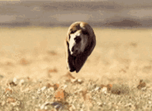 Tete Chien Volante Flying Dog Head GIF - Tete Chien Volante Flying Dog Head Floppy Ears GIFs