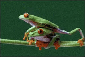 frog-hug.gif