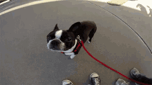 boston terrier dog walk pet leashed