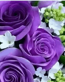 this rose for you