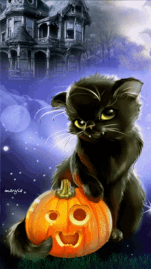Cat Pumpkin GIF - Cat Pumpkin Fantasy GIFs