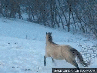 Horses Running GIF - Horses Running Snow GIFs