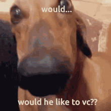 Long Nose Dog Dog GIF - Long Nose Dog Dog Vc GIFs
