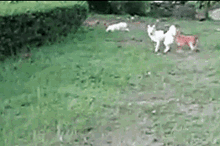 Dog Chase Oops GIF - Dog Chase Oops Fail GIFs
