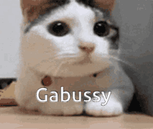 no gabussy gabussy gabussy bad no gabussy gabussy gabussy bad