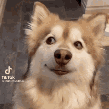 Dog Tiktok GIF - Dog Tiktok Reaction GIFs