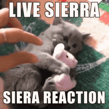 Sierra Live Reaction GIF - Sierra Live Reaction Sierra Reaction GIFs