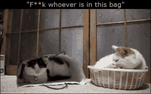 Bag Cat GIF - Bag Cat Your In My Spot GIFs