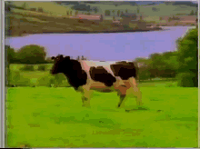 Colun Vaca GIF - Colun Vaca Cow GIFs